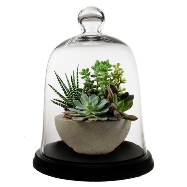  Glass Dome - Bell Jar Cloche with Base